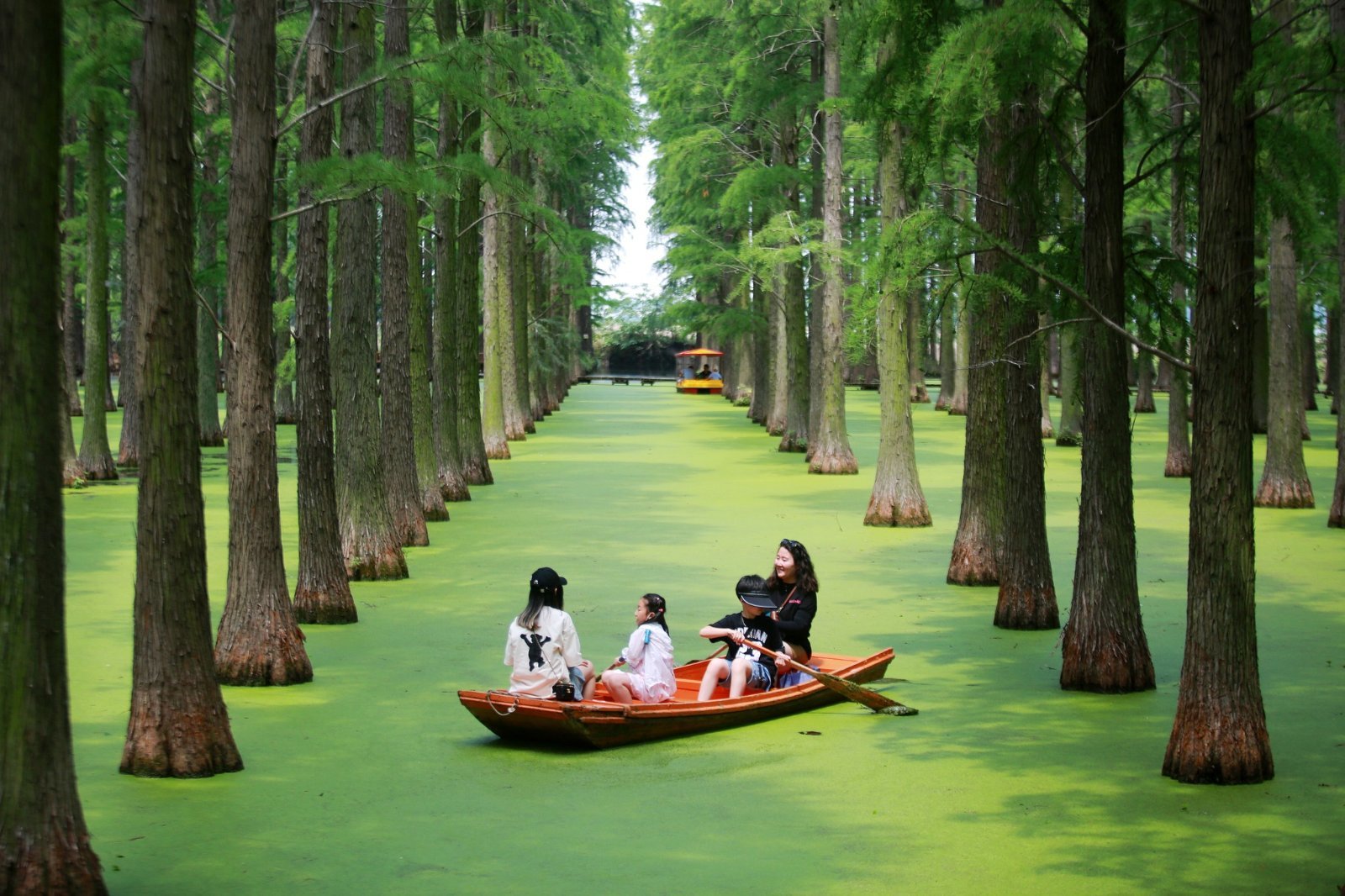 swamp trees with canoe.jpg