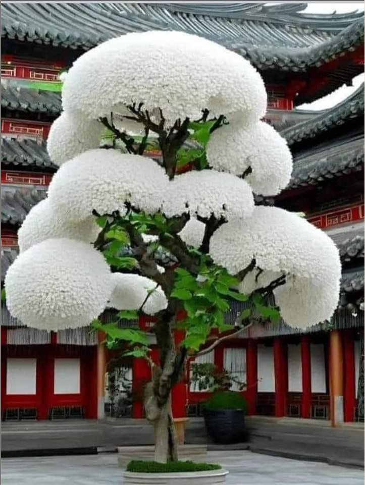 Losu tree April Snow.jpg